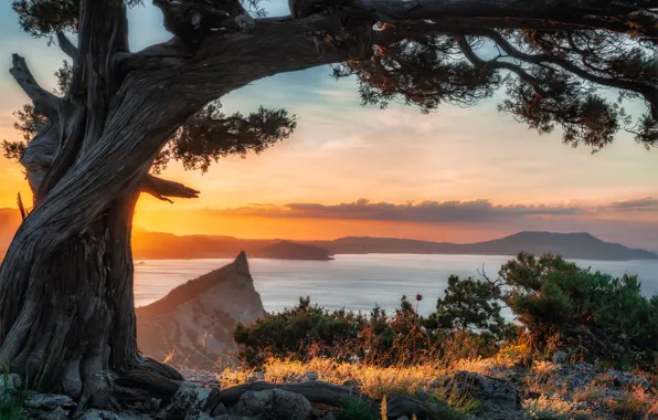 Picture sea, landscape, nature, stones, tree, rocks, shore, morning