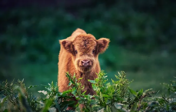 Nature, bushes, Calf