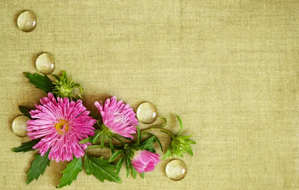 Drops, flowers, background, fabric, asters