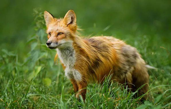 Grass, Fox, red