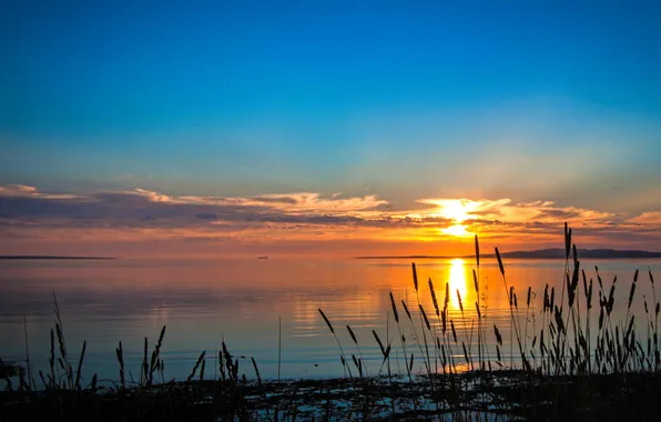 The sun, sunset, nature, lake, shore, plants, the evening