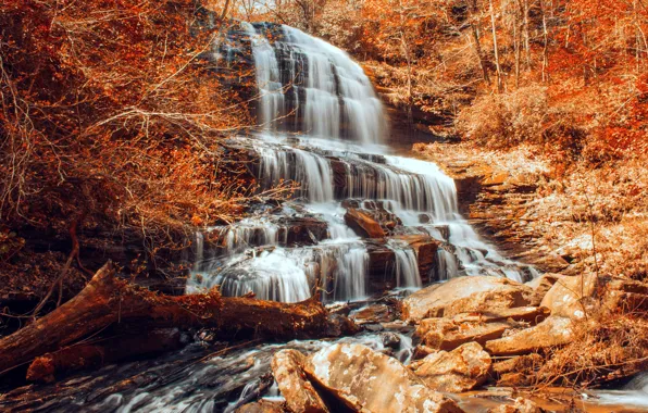 Autumn, forest, leaves, water, trees, landscape, branches, nature