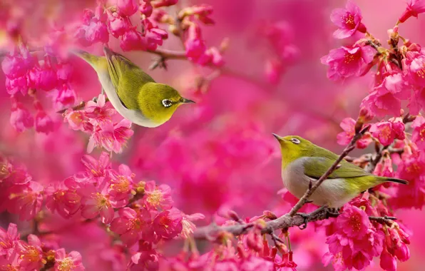 Picture flowers, branches, tree, pair, birds, flowering, raspberry, Japanese white-eye