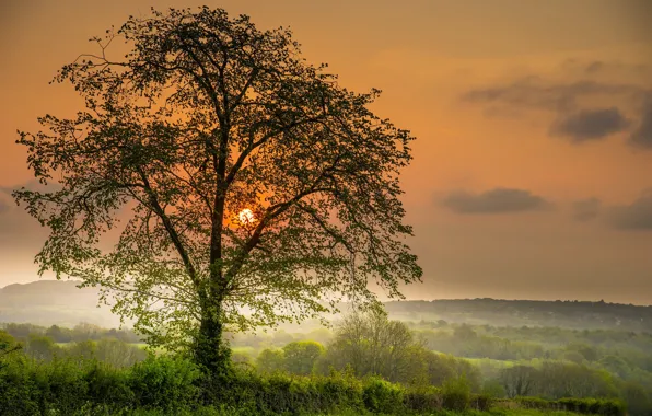 Trees, sunset, photo, the sun, the sky