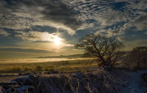 Snow, fog, tree, snow, tree, morning, fog, in the morning