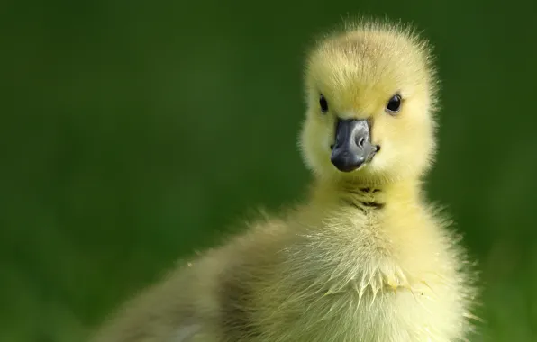 Picture baby, chick, Gosling