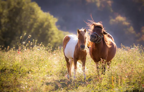 Field, forest, summer, light, flowers, nature, horse, horses