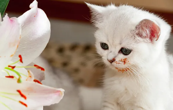 Cat, white, flower, look, pose, kitty, pollen, Lily