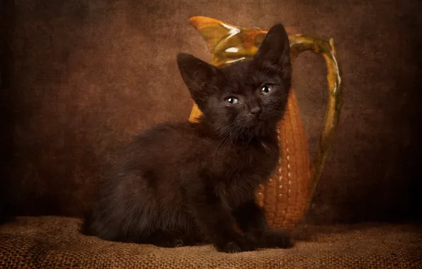 Cat, look, pose, the dark background, kitty, black, baby, muzzle