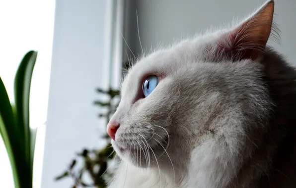 White, fluffy, Cat, blue eyes