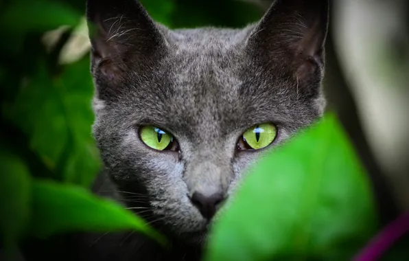 Picture summer, cat, look, leaves, green, color, ears, green eyes