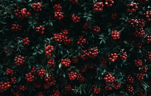 Picture leaves, berries, Bush