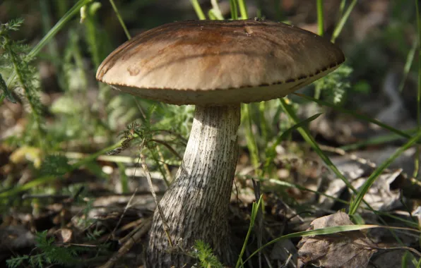 Picture summer, macro, background, Wallpaper, mushrooms, plant, boletus