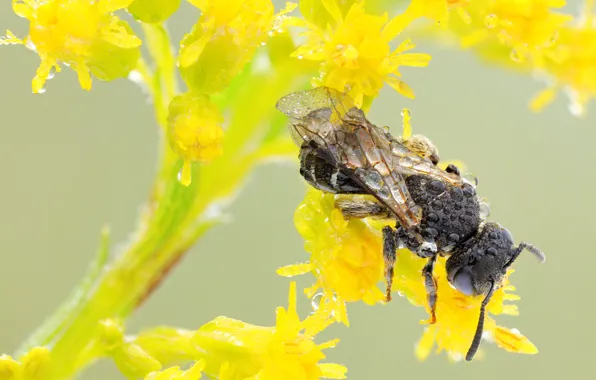 Picture drops, macro, flowers, yellow, bee, background, OSA, insect