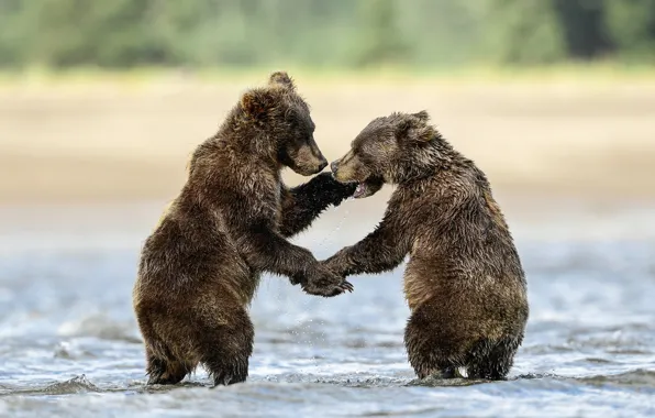 Nature, pose, river, the game, bears, bathing, pair, bear