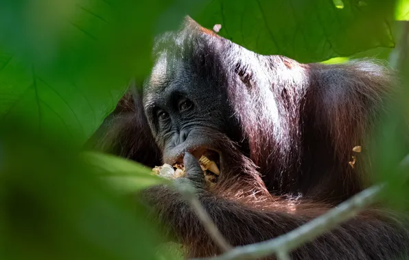 Foliage, portrait, monkey, meal