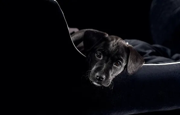 Picture face, sofa, black, dog, puppy, looks