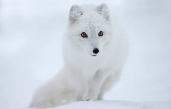 Picture look, snow, muzzle, polar Fox, Fox