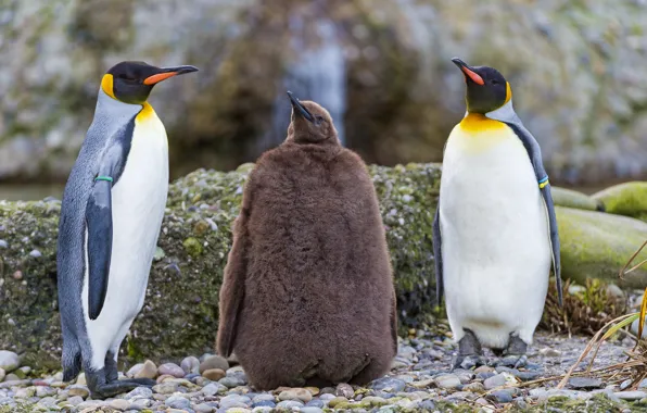 Birds, stones, family, penguin, chick