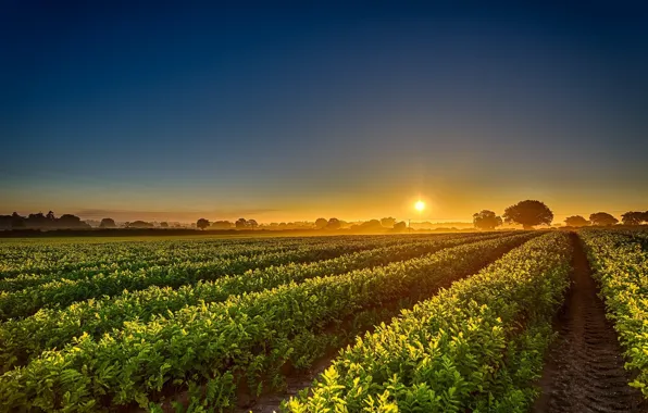Field, dawn, morning