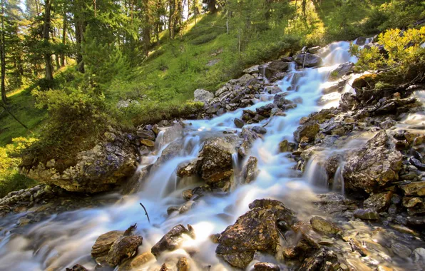 Forest, summer, nature, river