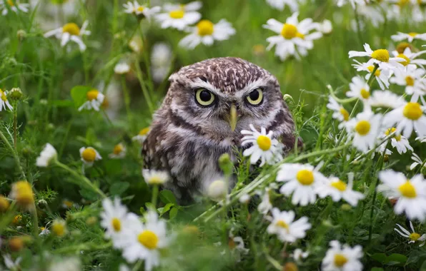 Picture summer, look, flowers, owl, bird, glade, portrait, chamomile