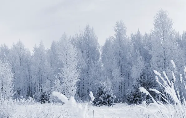 Picture frost, forest, snow, trees, Winter