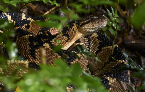 Picture branches, foliage, snake