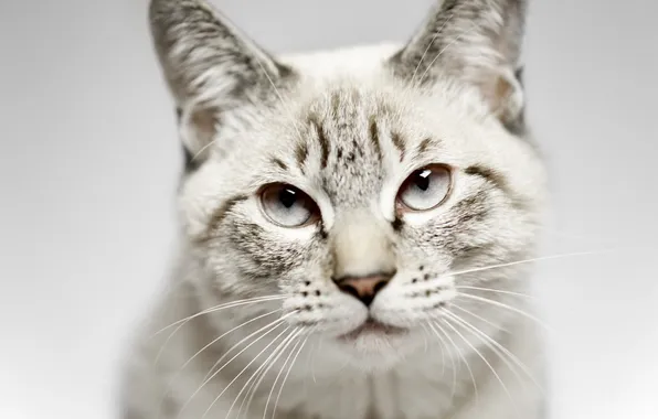 Cat, eyes, look, face