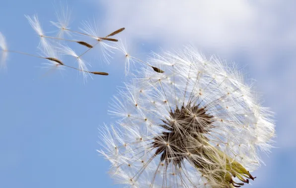 Picture the sky, dandelion, ease, seeds, Light, swing