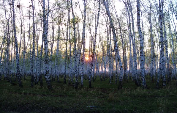 Picture forest, the sun, trees, sunset, Nature, birch