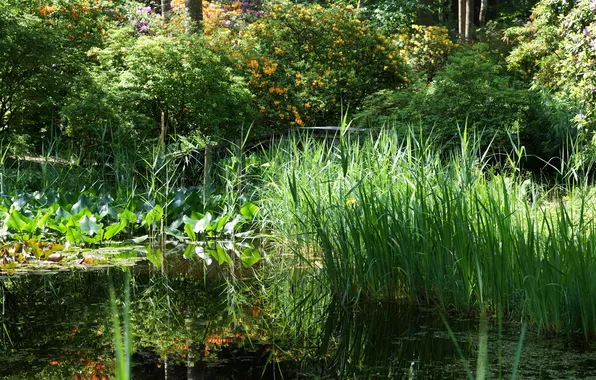 Greens, grass, trees, pond, Park, the reeds, Switzerland, the bridge