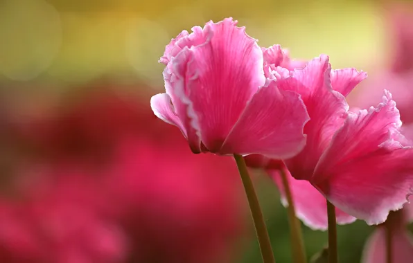 Macro, pink, petals, cyclamen