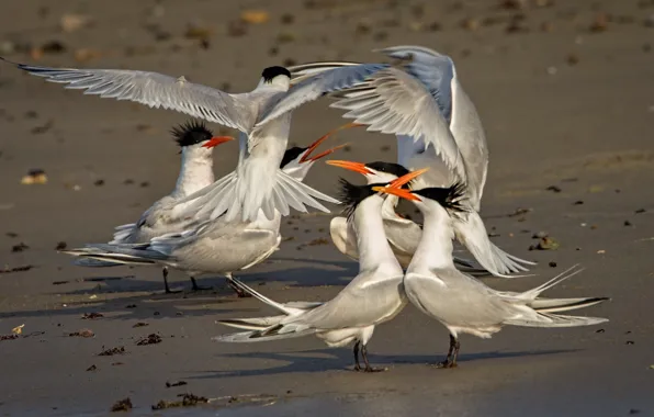 Picture bird, the game, wings, beak, elegant tern