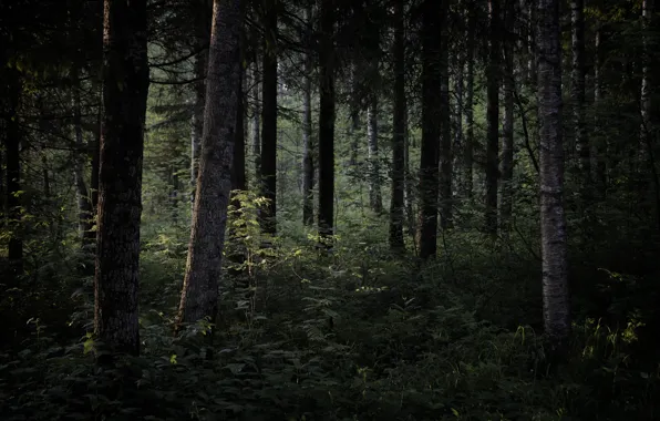 Picture green, forest, tress