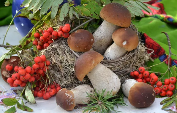 Mushrooms, Rowan, mushrooms