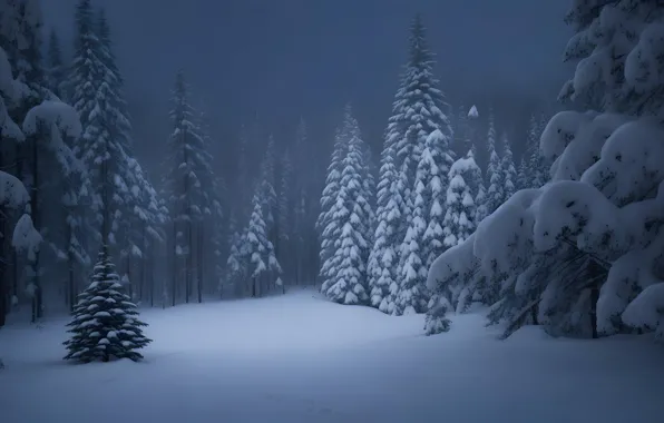 Winter, frost, forest, snow, trees, nature, winter, ate
