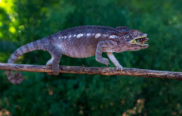 Chameleon, branch, green background, mining, reptile, meal