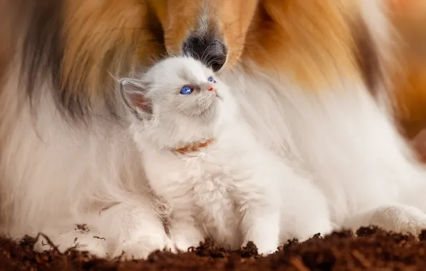 Cat, white, cat, look, nature, pose, kitty, together