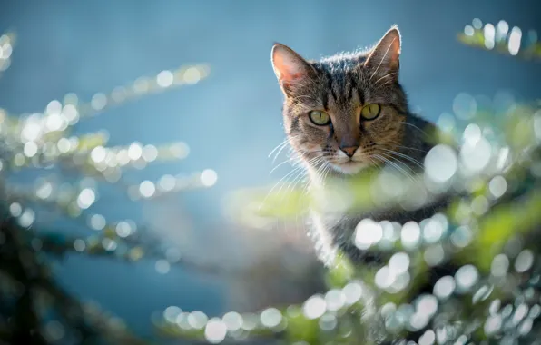 Cat, look, glare, muzzle, cat