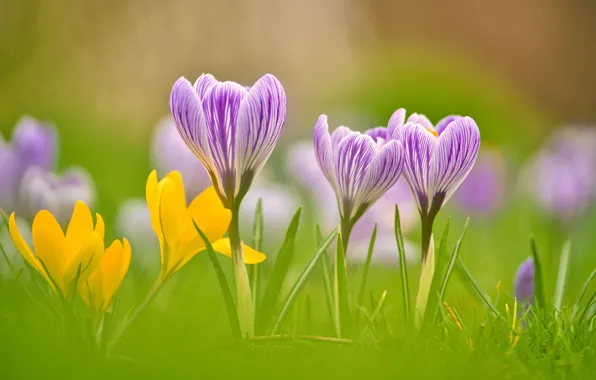 Macro, spring, petals, bokeh, Crocuses, Saffron
