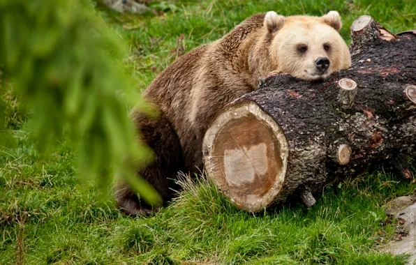 Picture stay, bear, log