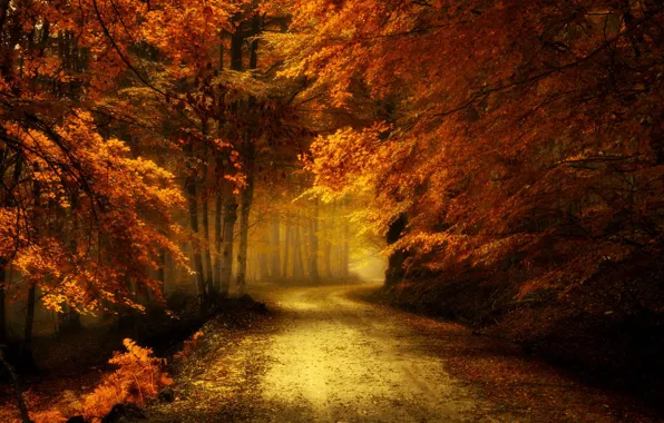 Picture road, autumn, forest, landscape, nature, beauty