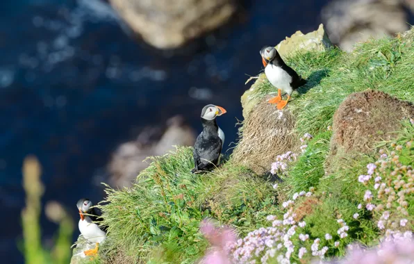 Sea, flowers, birds, nature, rocks, shore, trio, bokeh