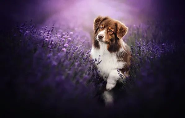 Each, dog, lavender