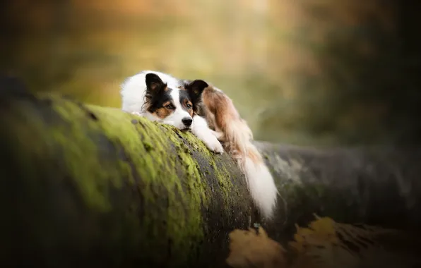 Nature, each, dog