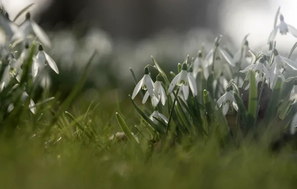Picture flowers, glade, spring, snowdrops, white, bokeh