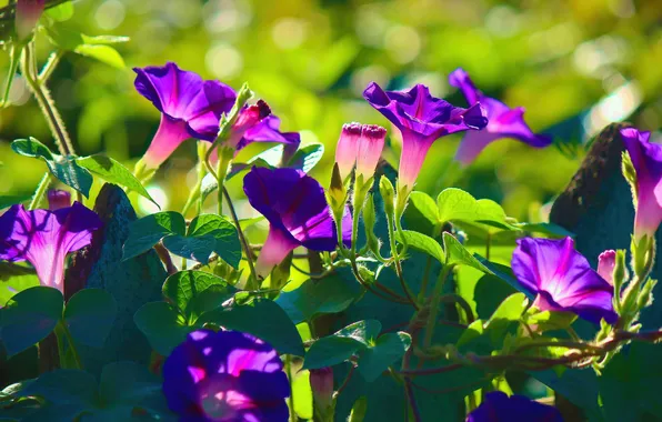 Greens, summer, leaves, light, flowers, garden, purple, green background