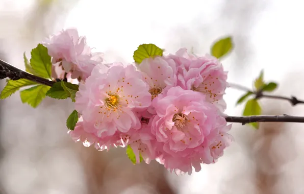 Picture branches, cherry, spring, Sakura, pink