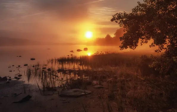 Picture the sun, light, sunset, fog, shore, foliage, pond